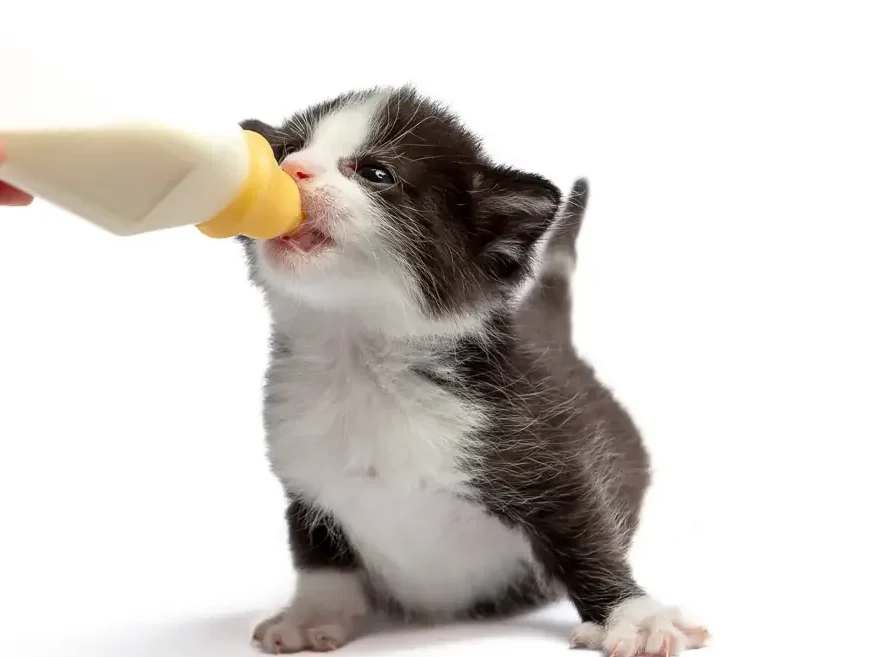 Become a Foster Carer