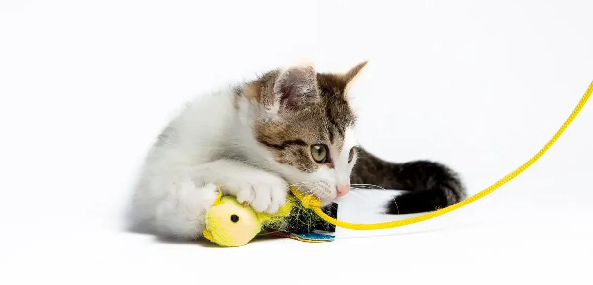 Community and Schools Program 