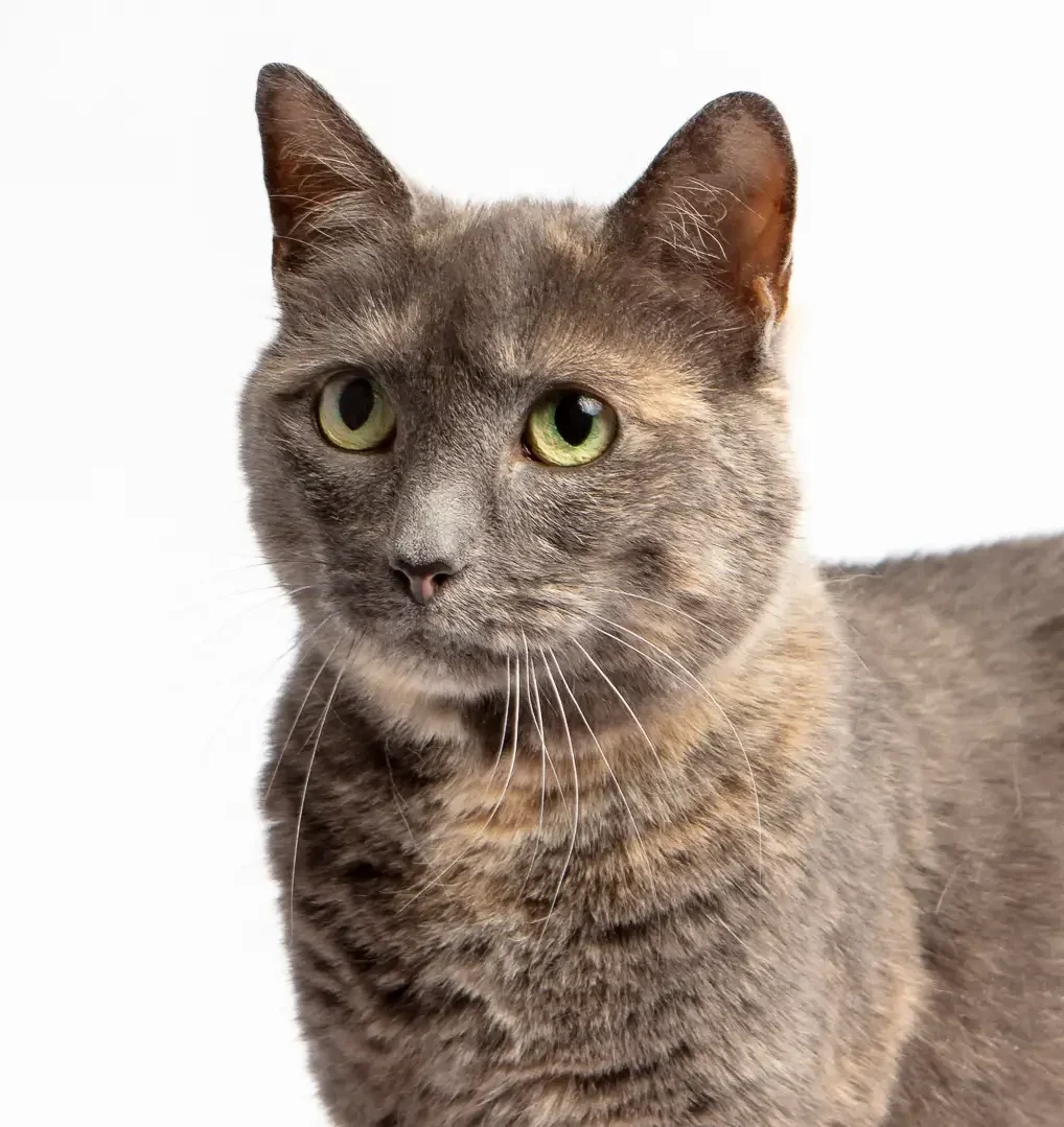 Adoption Fees & FAQ's