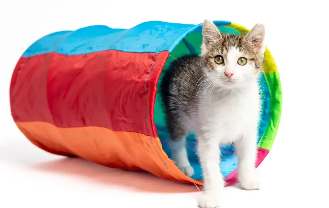 Our Adoption Process