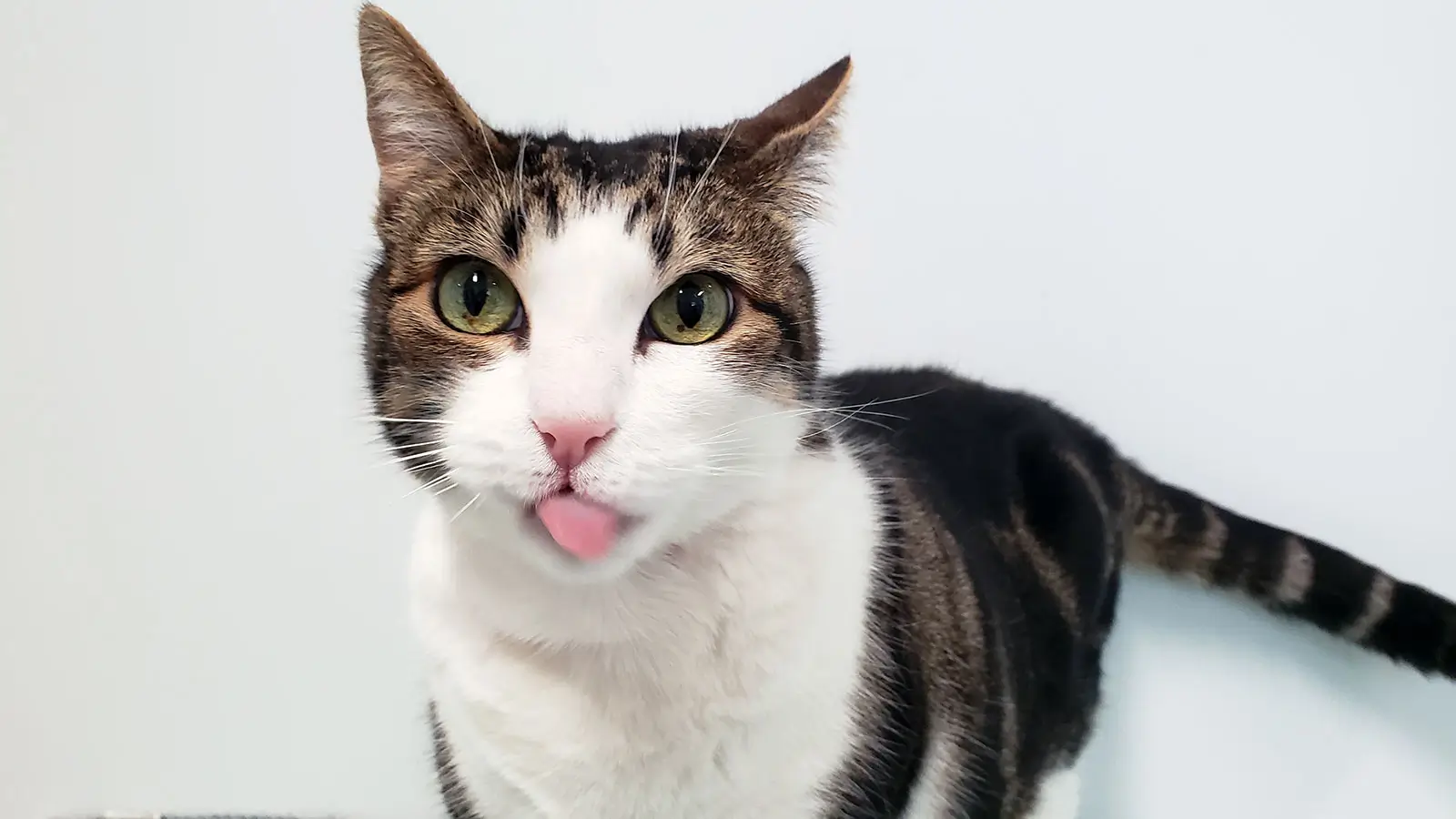 Adoption Success Stories