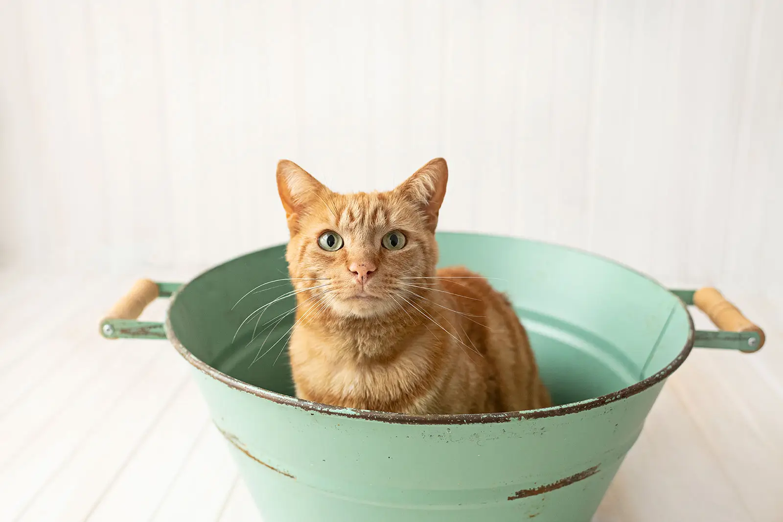 Thinking about surrendering your cat? 