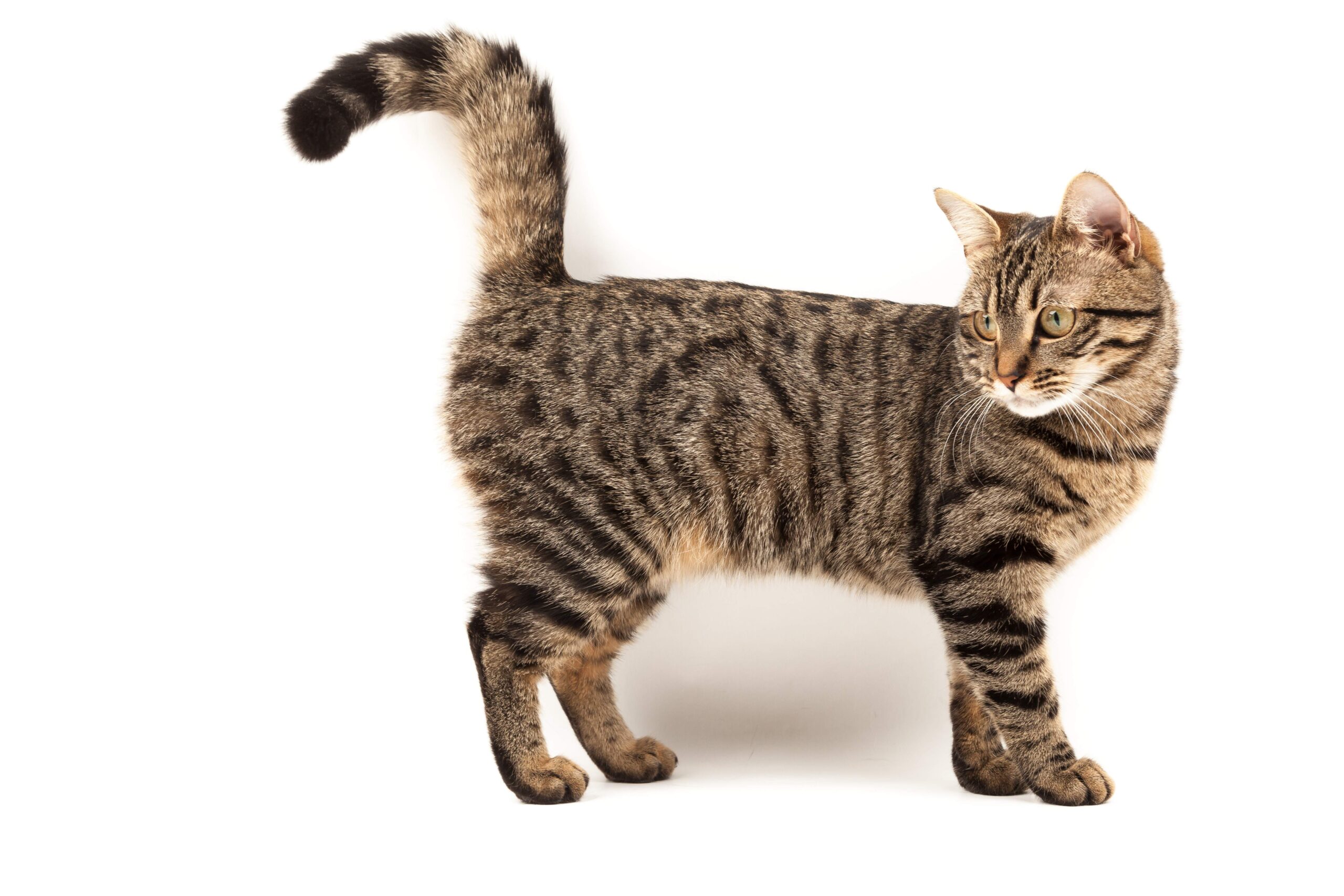 Work placement with CPSV