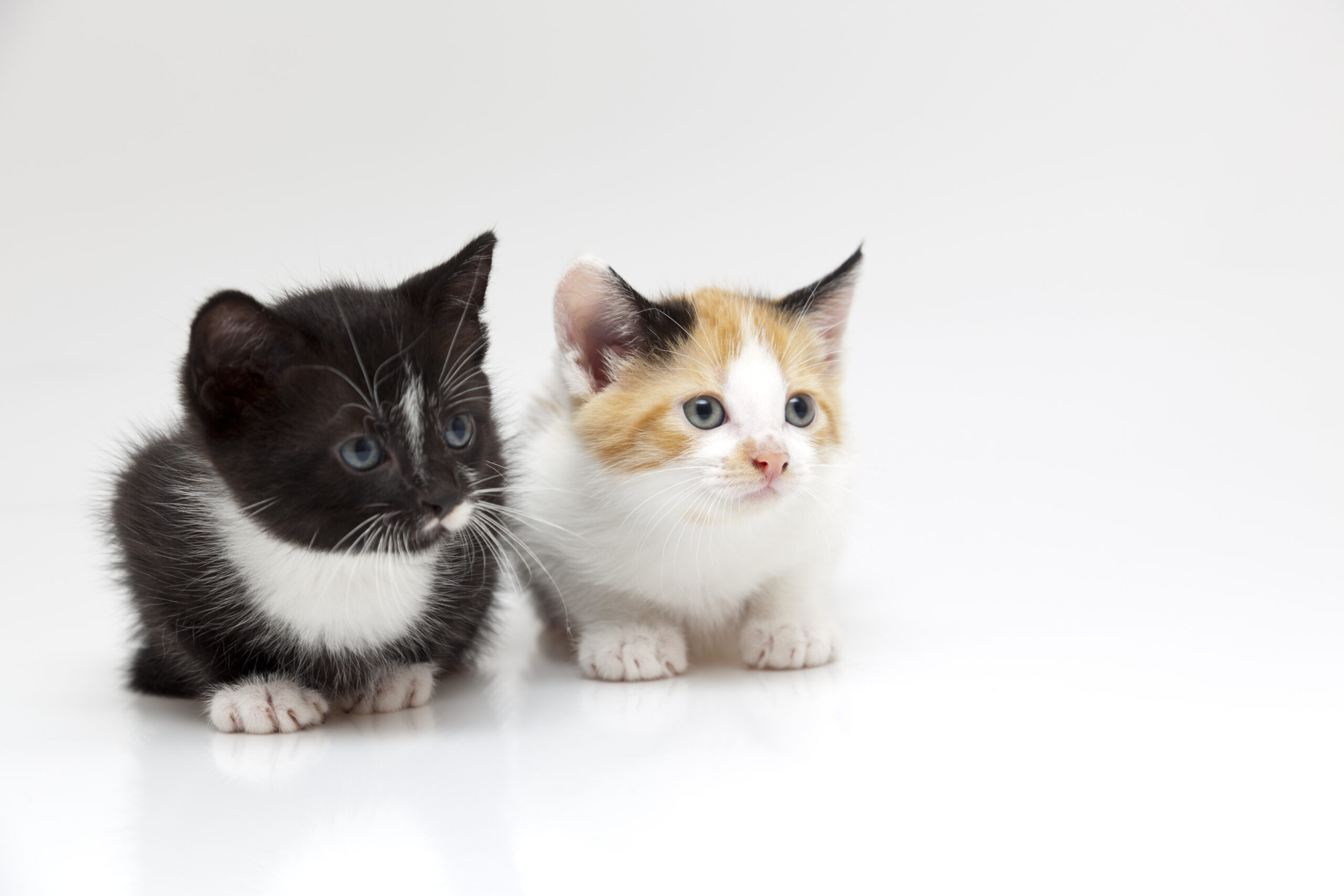 Cats in need of Foster 